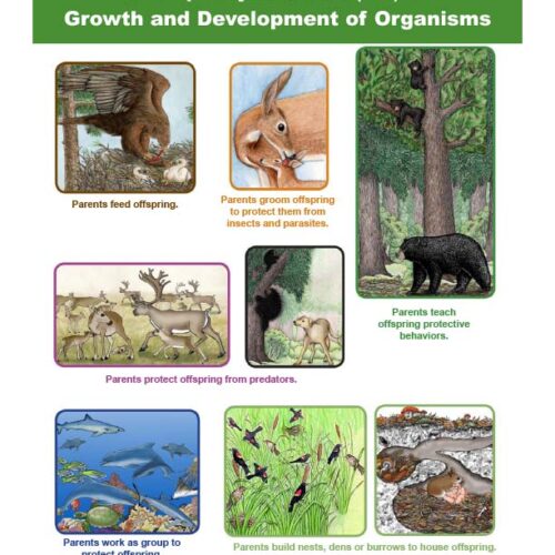 Growth and Development of Organisms - Reproductive Behaviors, Pollination, Seed Dispersal - Grade 6-8 -Downloadable Only's featured image