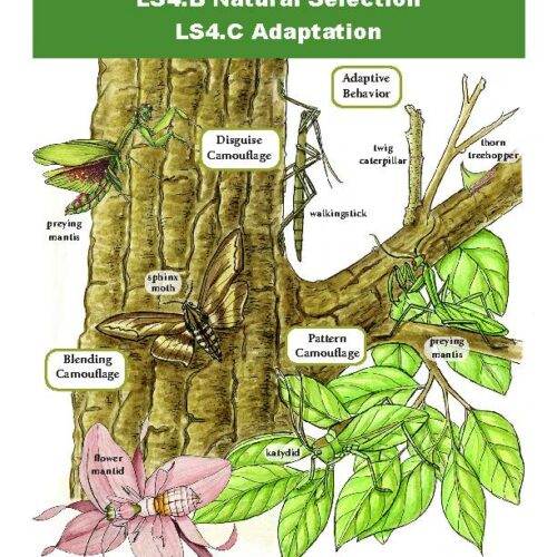 Natural Selection and Adaptation - Grade 6-8 - Downloadable Bundle's featured image