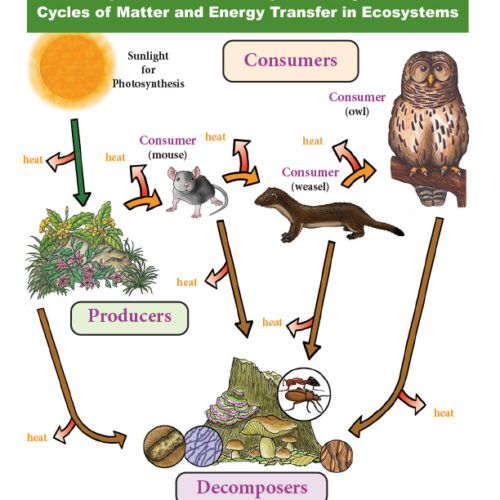 Interdependent Relationships in Ecosystems and Cycles of Matter and Energy Transfer - Food Webs - Grade 5 - Downloadable's featured image