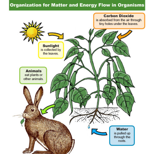 Energy and Organization of Matter (Food Energy) - Grade 5 - Downloadable Bundle's featured image