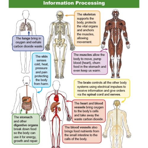 Human Body - Structure and Function and Information Processing - Grade 4 - Downloadable Bundle's featured image