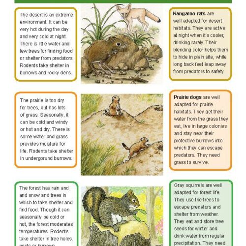 Natural Selection and Adaptation - Grade 3 - Downloadable Bundle's featured image