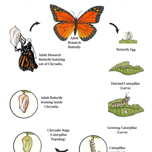 Growth and Development of Organisms (Life Cycles) - Grade 3 ...