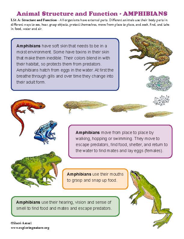 Survival Traits - Structure and Function of Plants and Animals - Grade ...