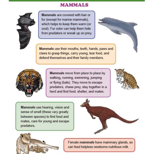 Survival Traits - Structure and Function of Plants and Animals - Grade 1 - Downloadable Bundle's featured image