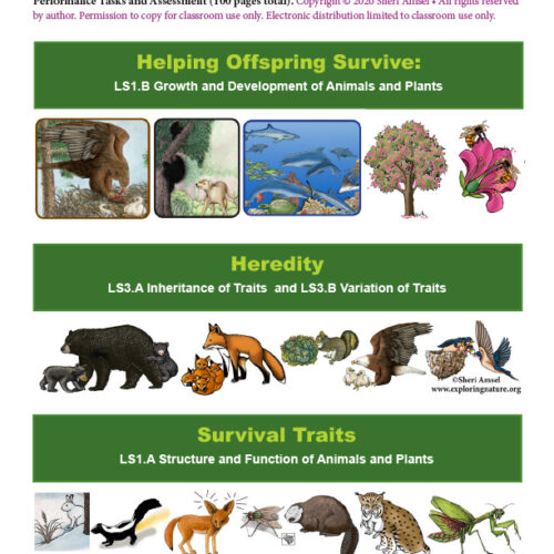 3 Science Bundles for Grade 1 - Helping Young Survive, Heredity, Survival Traits, Structure and Function's featured image