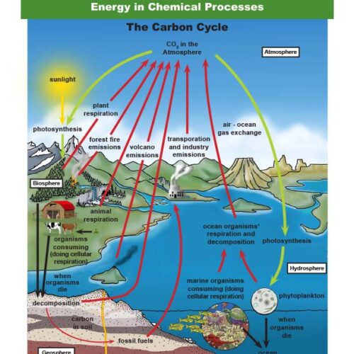 Cycles of Matter and Energy Transfer in Ecosystems - Grade 9-12 - Downloadable Bundle's featured image