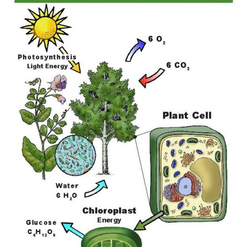 Organization of Matter and Energy - Photosynthesis and Cellular Respiration - Grade 9-12 - Downloadable Bundle's featured image