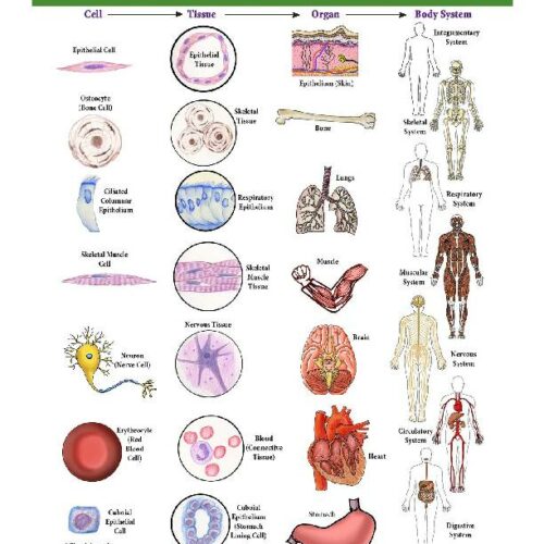 Structure and Function - DNA, Body Systems, Feedback Mechanisms - Grade 9-12 - Downloadable Bundle's featured image