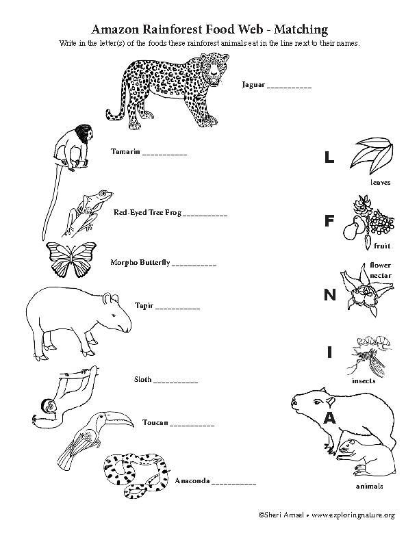 Amazon Rainforest Food Web, 41% OFF