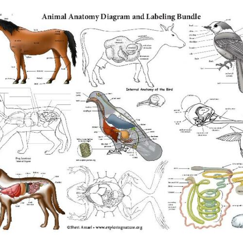 Animal Anatomy Diagram and Labeling Bundle - Skeleton and Internal Organs (in Color and Black and White)'s featured image