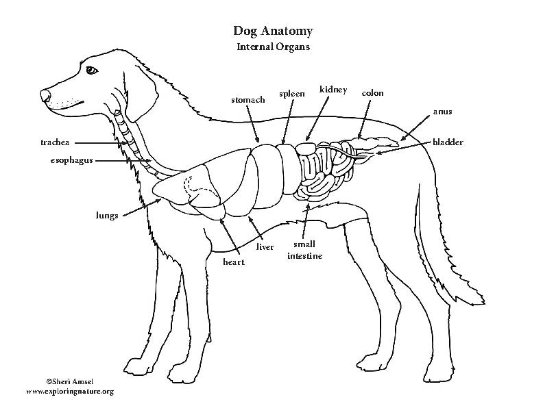 dog internal anatomy