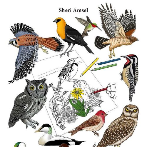 Birds of the World - Coloring Bundle's featured image