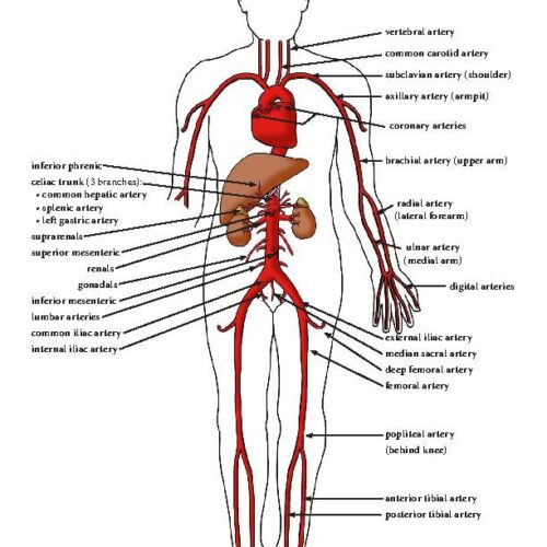 Circulatory System Unit - Reading, Diagrams, Worksheets - Classful