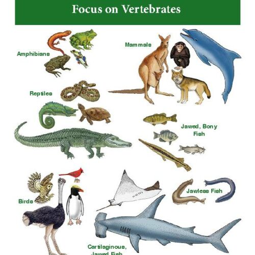 Classification of Vertebrates- Mammals, Birds, Amphibians, Reptiles ...