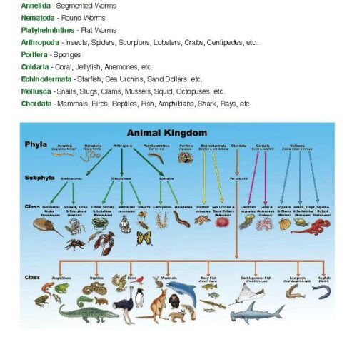 Classification of Vertebrates- Mammals, Birds, Amphibians, Reptiles ...