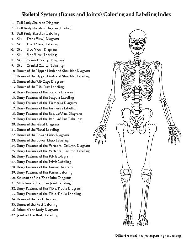 skeleton diagram no labels