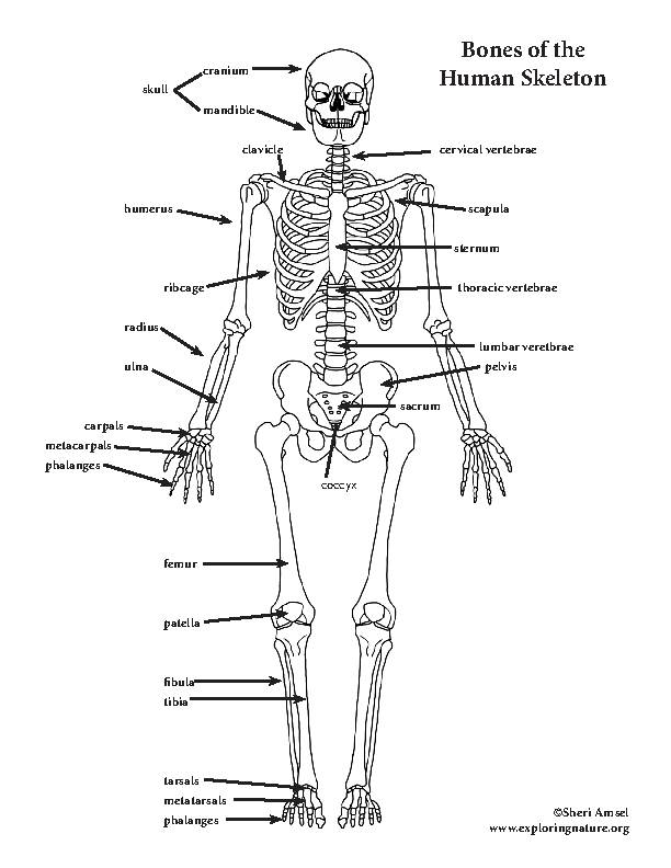 Muscular and Skeletal Systems - Coloring and Labeling Bundle - Classful