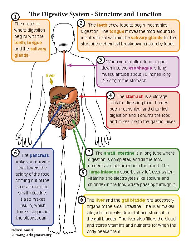 Digestive System Unit - Reading, Diagrams, Worksheets - Classful