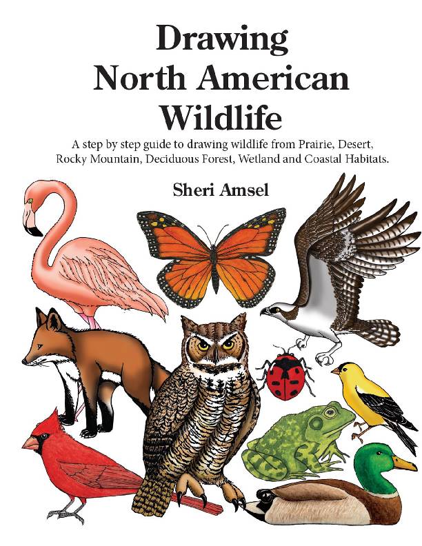Drawing North American Wildlife - A step by step guide to drawing