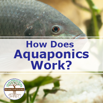 How Does Aquaponics Work? | Video, Handout, and Worksheets