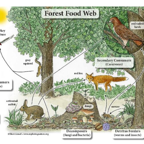 Forest Food Web Downloadable Poster - 11 x 17 - Classful