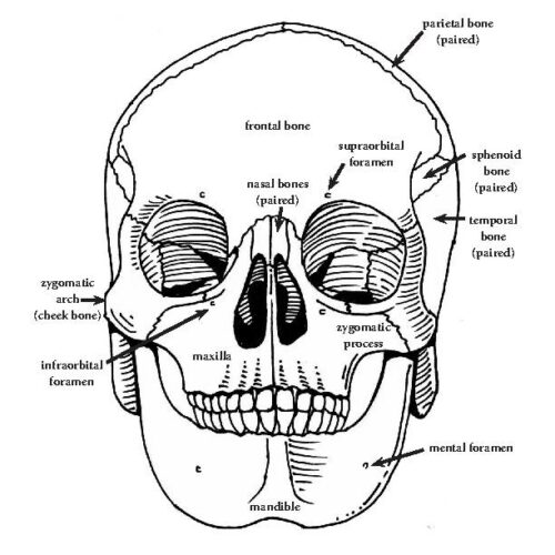 Skeletal System Diagrams and Labeling Bundle (High School and College ...