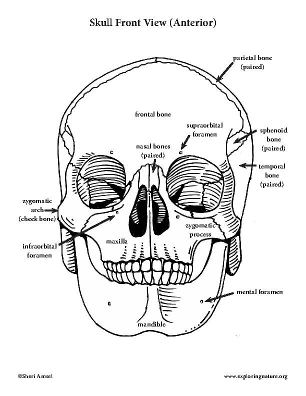 Skeletal System Diagrams and Labeling Bundle (High School and College ...