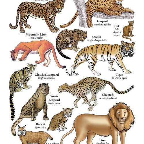 Felidi Wild Cats (Felid Family) from Around the World - Classful