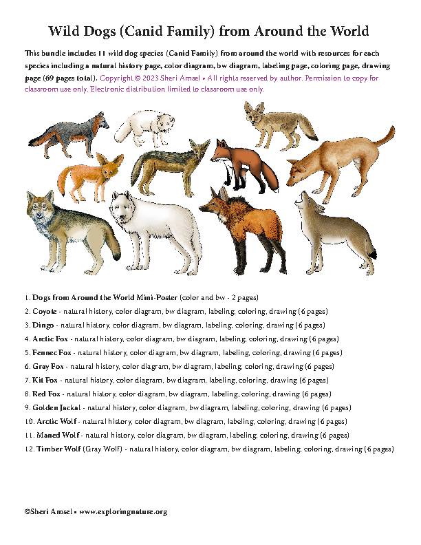 Wild Dogs (Canid Family) from Around the World