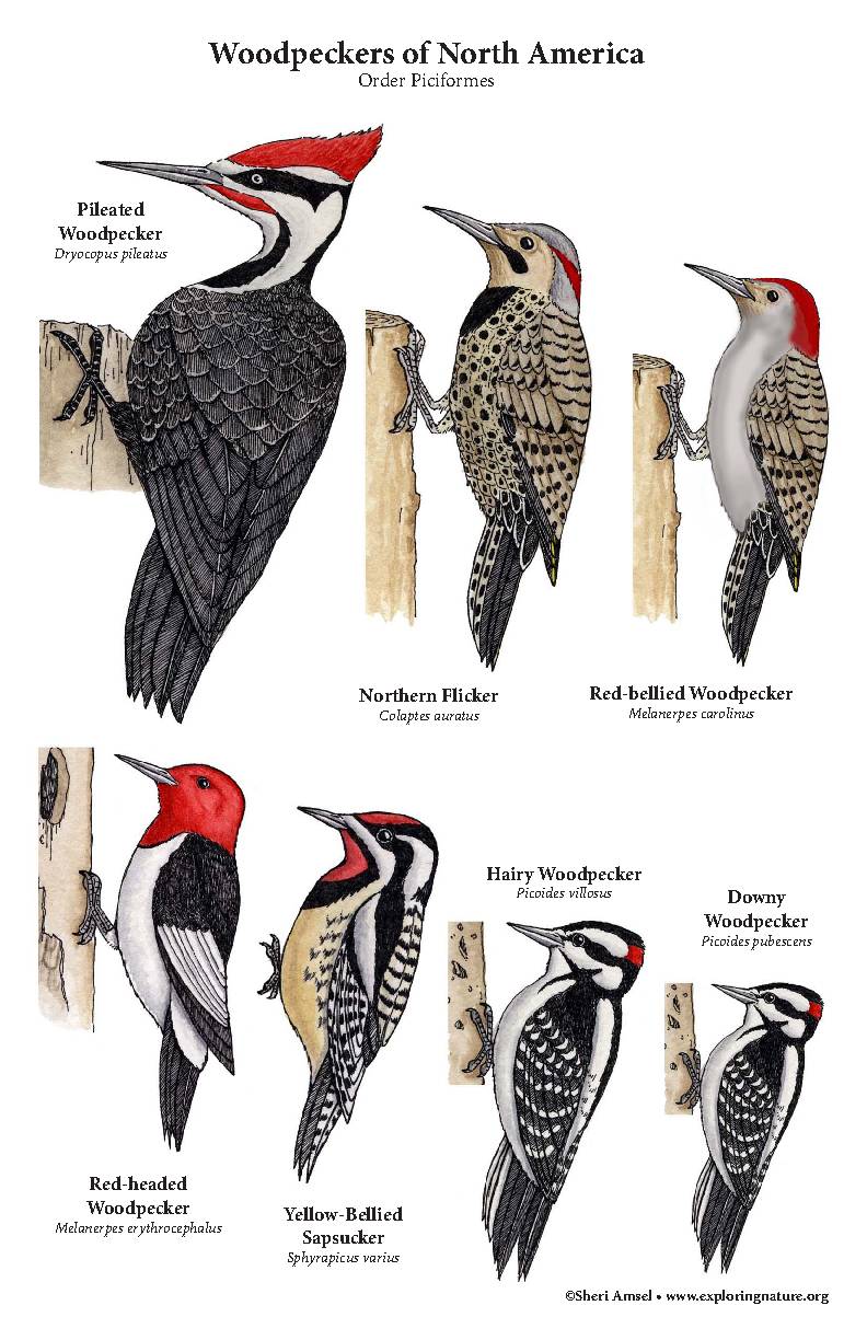 Woodpeckers of North America Poster (11x17
