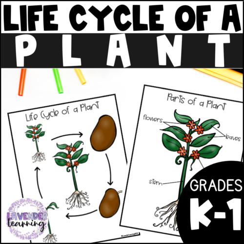 Life Cycle of a Plant Activities, Worksheets, Booklet, Poster - Plant ...